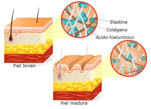 Esquema del ácido hialurónico